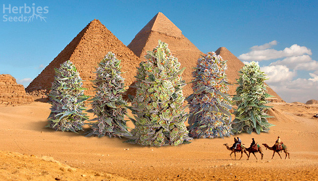 Compra semillas de Pyramid Seeds