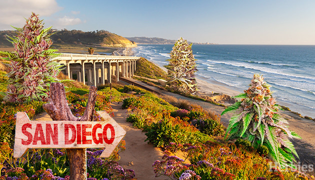 Top Cannabis Seeds to Grow in San Diego