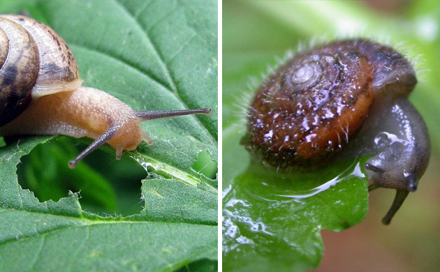 Signs of Weed Damage from Snails and Slugs