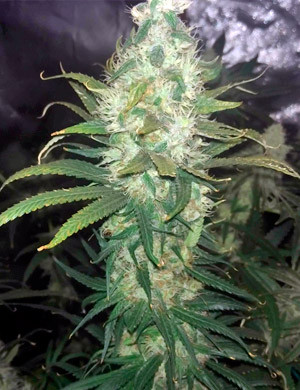 Cultivo de la marihuana Blue Dream