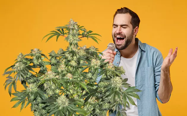engordar cogollos de marihuana