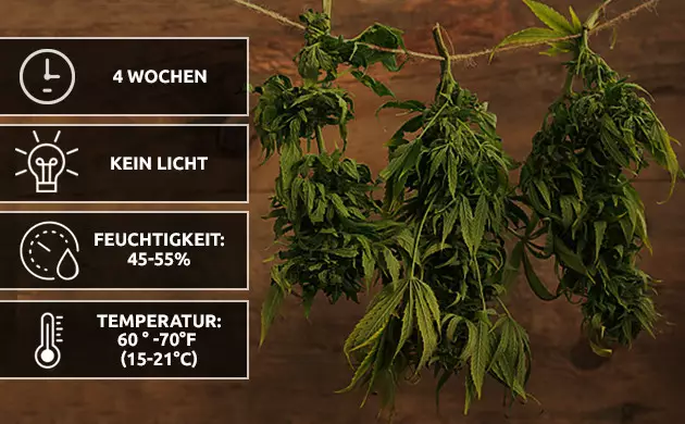 wie man eine Unkrautpflanze in meinem Zimmer züchtet