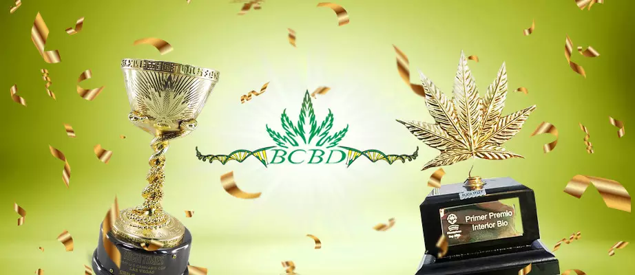 bc bud depot seeds for slae