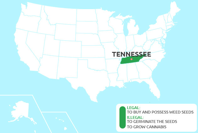 cannabis seeds in Tennessee