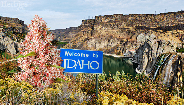 cannabis seeds in Idaho