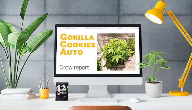 Gorilla Cookies Auto Grow Diary