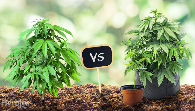 Grow Bags: the Pros and Cons