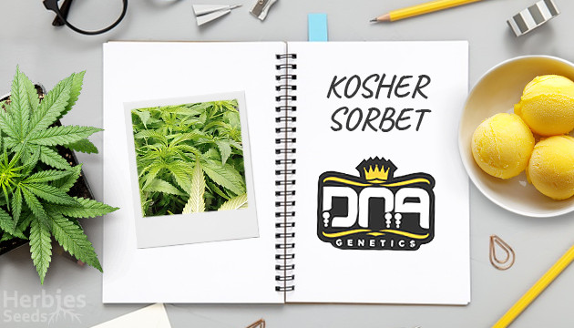 kosher sorbet by dna genetics grow diary