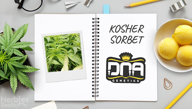 Informe de cultivo de la Kosher Sorbet