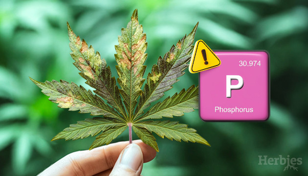 phosphorus deficiency in cannabis plants