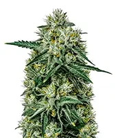 Northern Lights Auto (Green House Seeds)