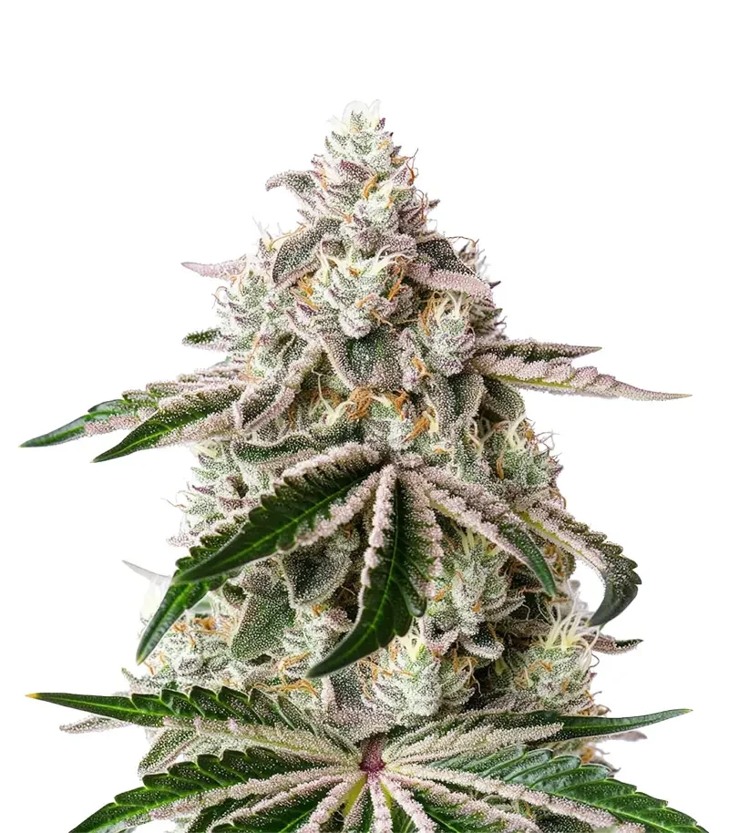 White Widow (Green House Seeds)