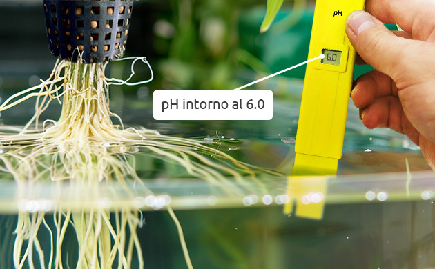 utilizzo di cal-mag in colture idroponiche