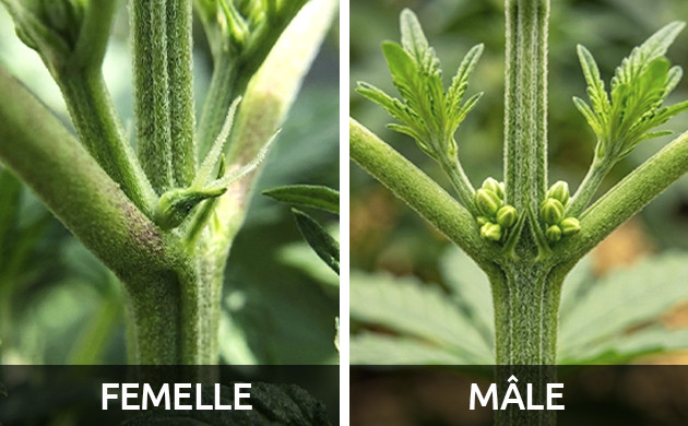premiers signes de floraison