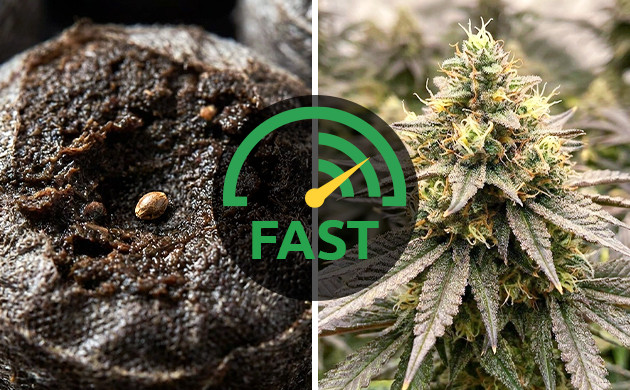 tips for growing in coco coir