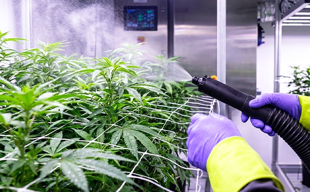 Apply anti-fungal sprays leaf septoria cannabis