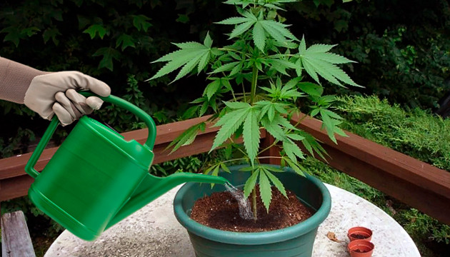 regue suas plantas de cannabis