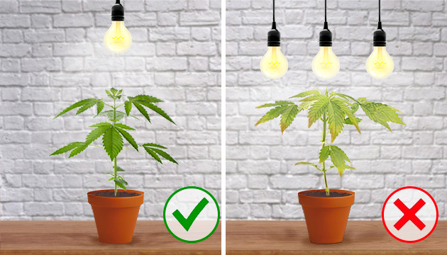 All About Cannabis Light Stress And Burn Herbies Seeds