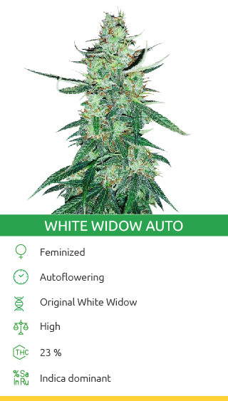 Variété de cannabis White Widow Autoflower