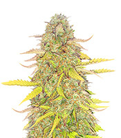 Acid Rain Autoflower feminized seeds for sale Acid Rain Autoflower (EGS)