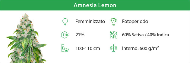 Semi senza limone Amnesia