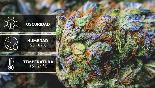 marihuana seca