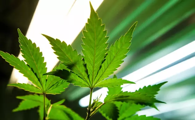 Make sure your plant gets 18 hours of light per day growing space requirements for keeping mother plants