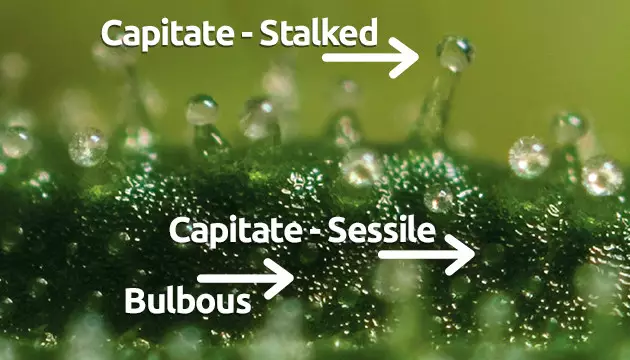 Trichome stages