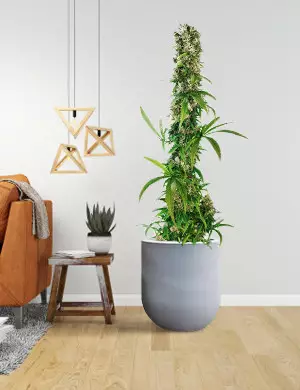 Autocultivo de cannabis en España