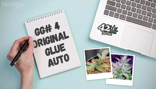 gorilla glue auto di fastbuds