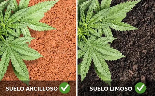 fusarium marihuana solucion