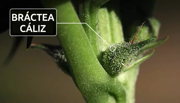 cálices planta