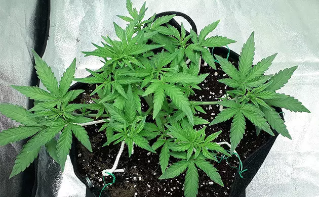 Gelato Auto veg stage