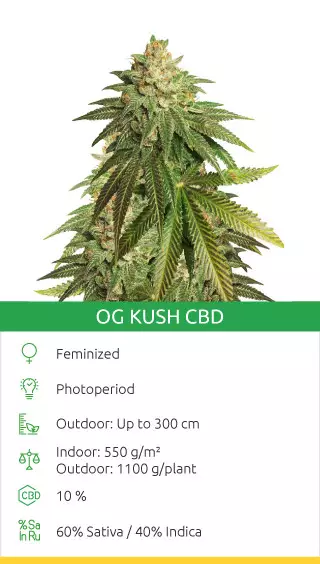 marijuana strains high in cbd