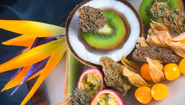 Delicious Seeds reviews