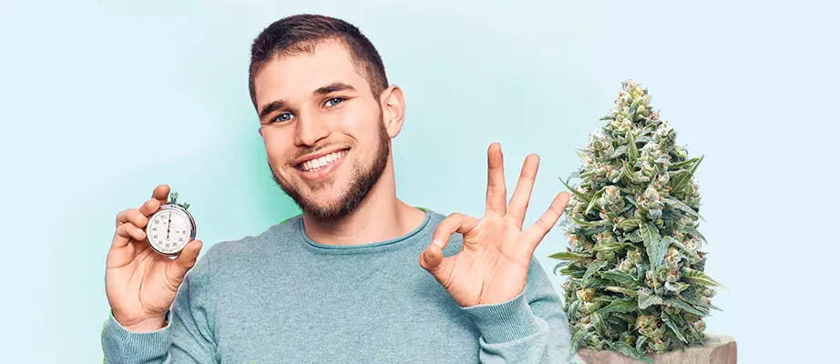Fast Flowering cannabis strains
