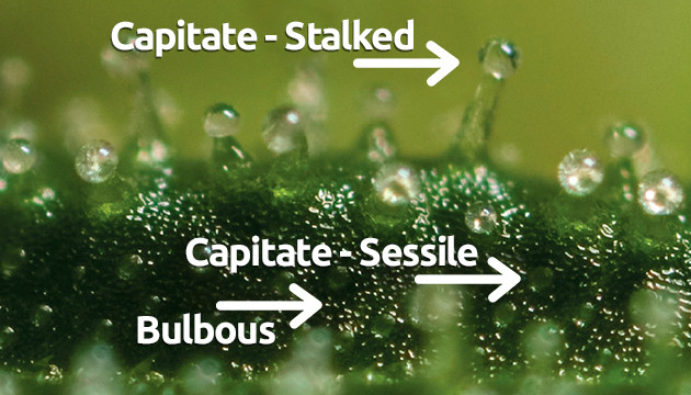 Trichome stages