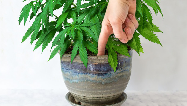 cannabis watering schedule