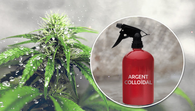 argent colloïdal