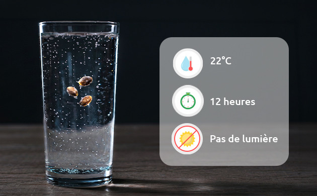 pre soaking old cannabis seeds