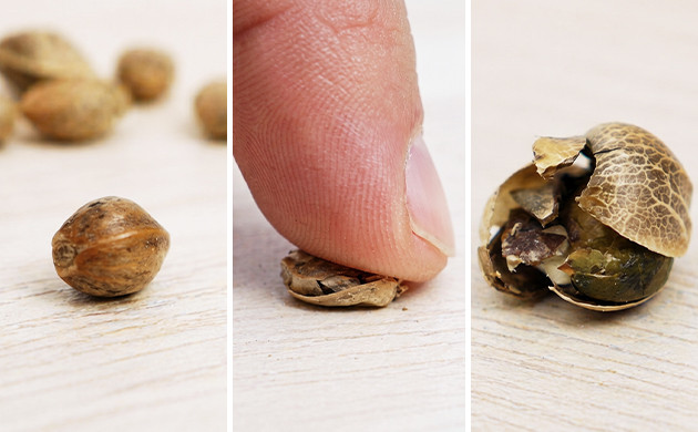 cracking old marijuana seeds