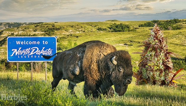 Marijuana Seeds In North Dakota