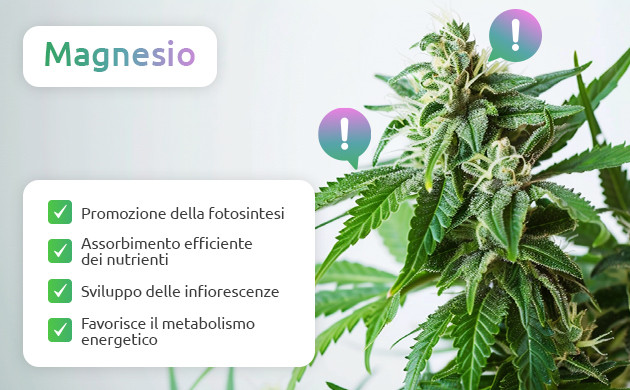 perché il magnesio è essenziale per la cannabis