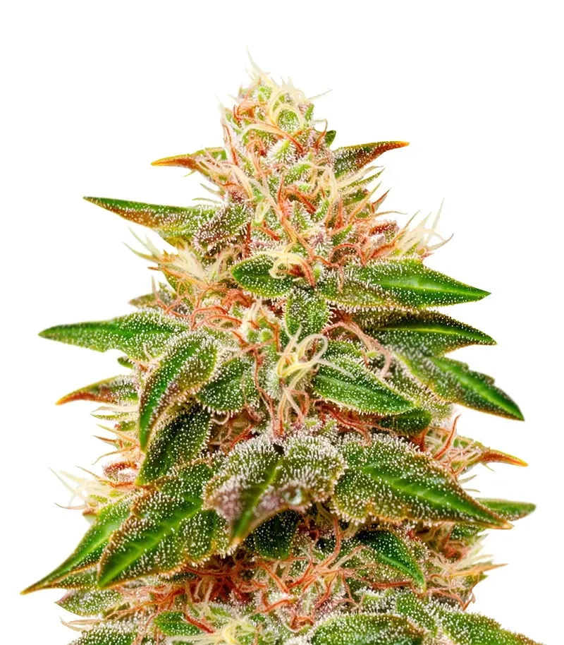 Pure Kush (Green House Seeds)