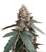 Buy Runtz Muffin feminized seeds by Barney's Farm Runtz Muffin (Barney's Farm)