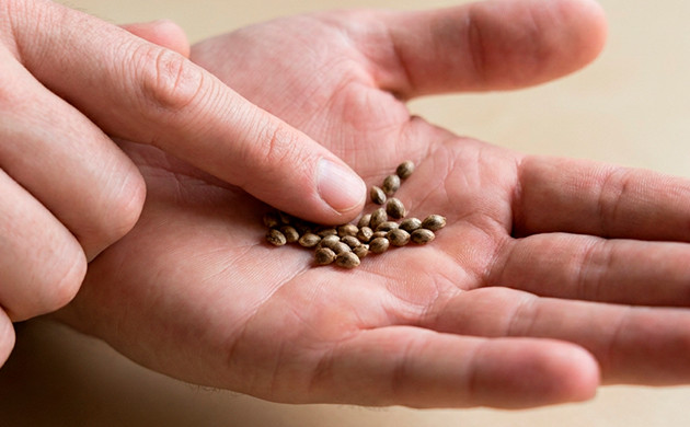 healthy cannabis seeds