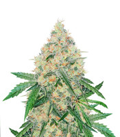 The Incredible Bulk (Dr. Krippling Seeds)