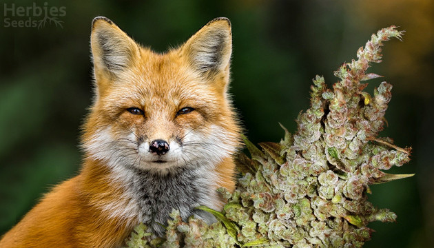 foxtailing du cannabis