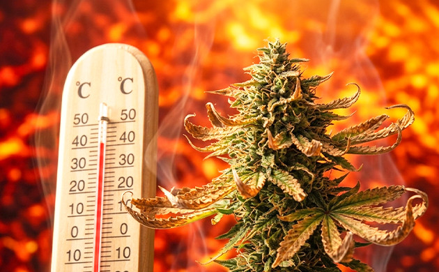 cannabis temperature