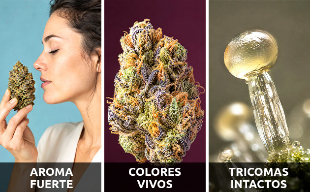 Ventajas de un buen almacenamiento cogollos de marihuana